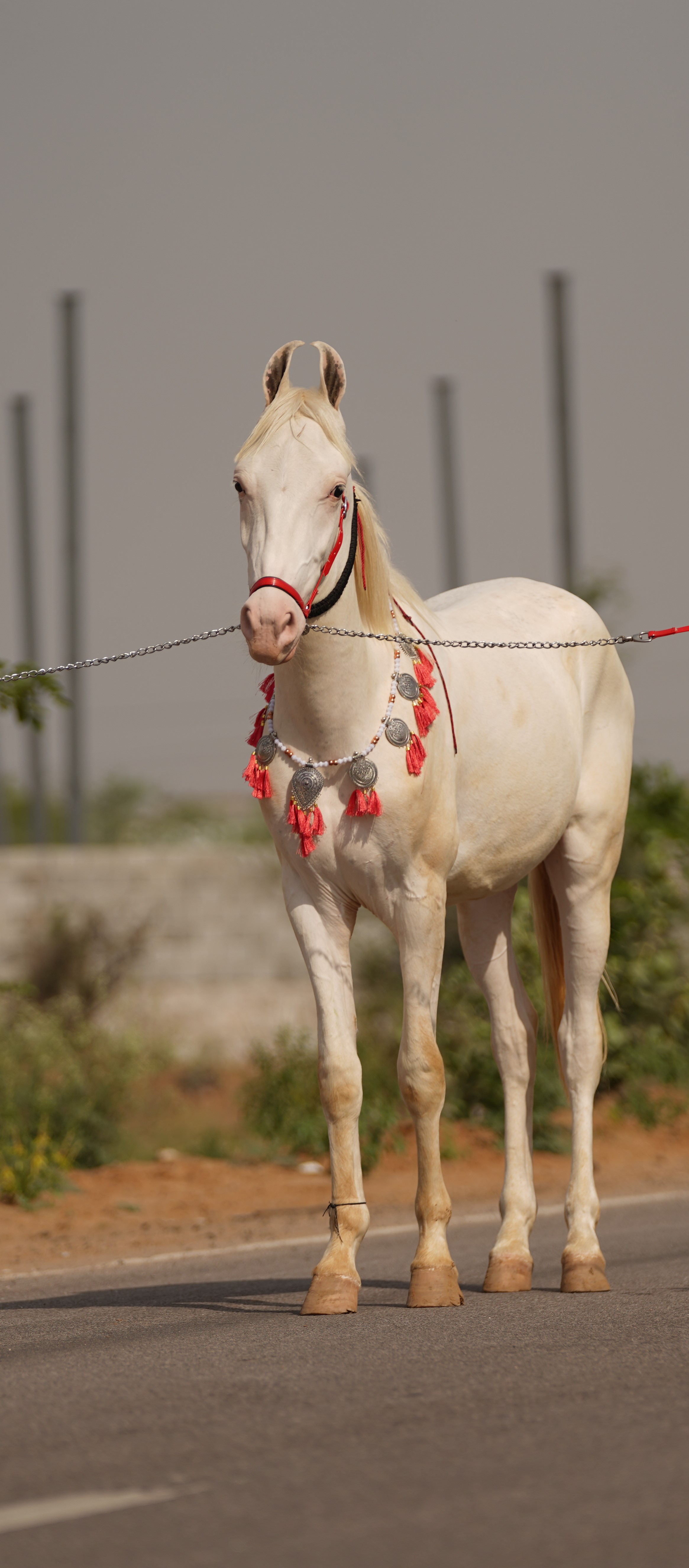 Horse at The Grass Farm