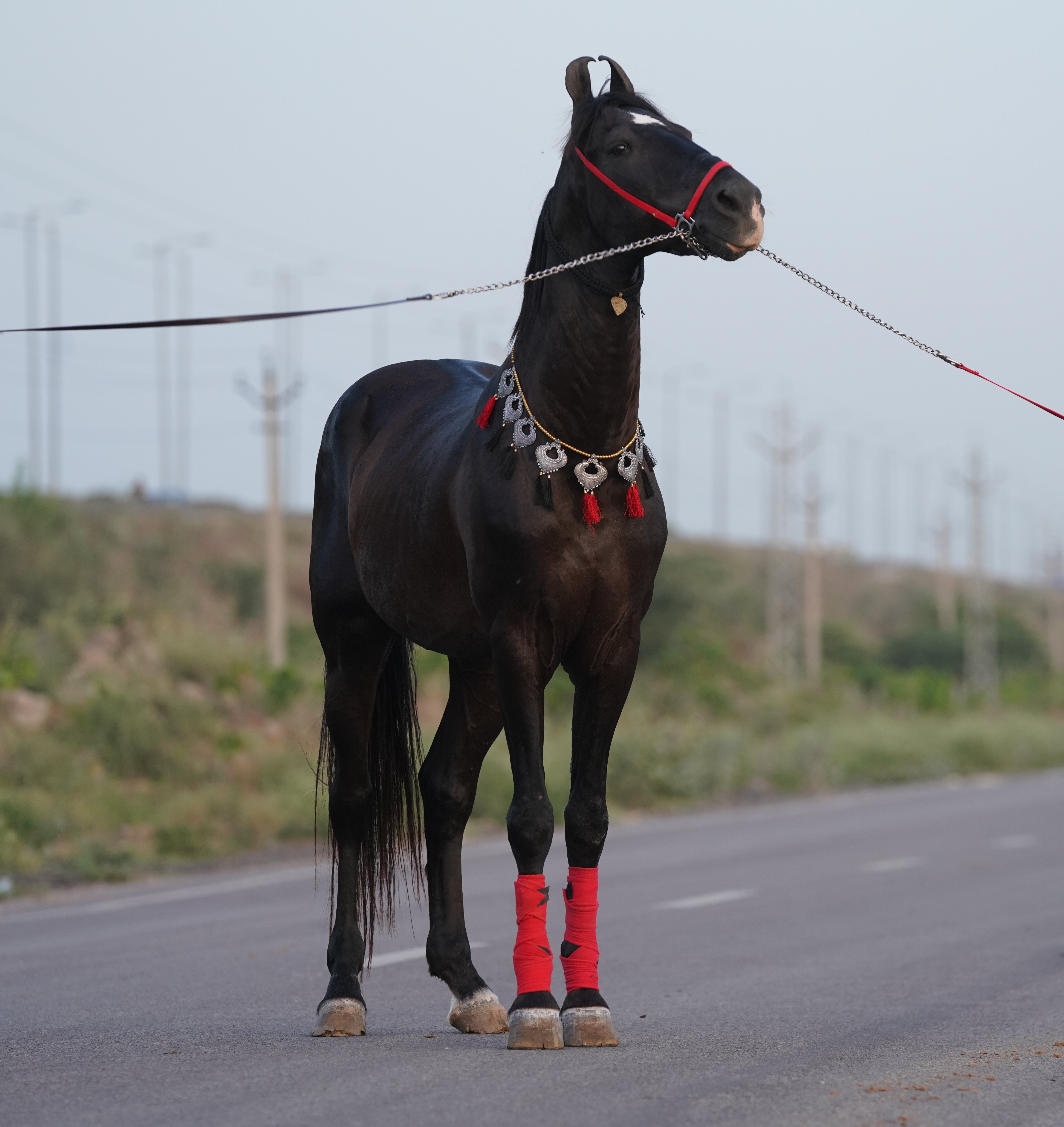 STALLION